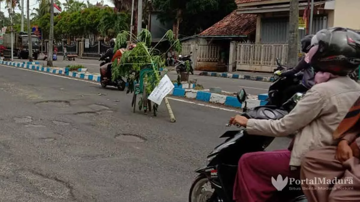 Protes Aspal Mengelupas, Warga “Tanami” Pohon Pepaya