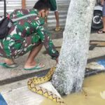 Sampang Banjir, Warga Temukan Ular Piton 3 Meter di Selokan