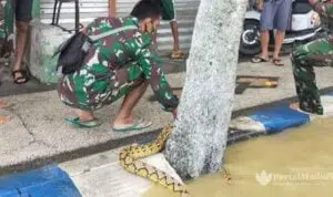 Sampang Banjir, Warga Temukan Ular Piton 3 Meter di Selokan