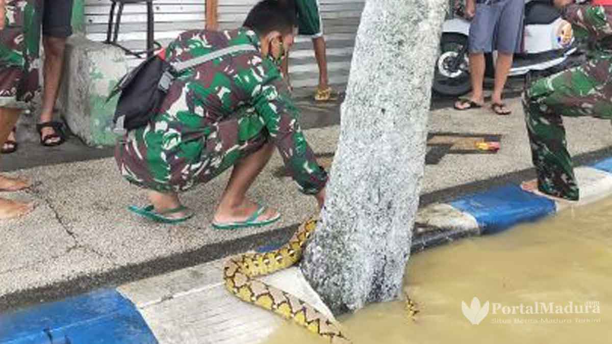 Sampang Banjir Warga Temukan Ular Piton 3 Meter di Selokan