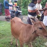Sapi Curian Berkeliaran di Desa Rombiya Barat Sumenep