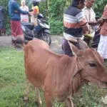 Sapi Curian Berkeliaran di Desa Rombiya Barat Sumenep