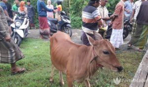 Sapi Curian Berkeliaran di Desa Rombiya Barat Sumenep