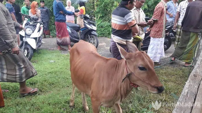 Sapi Curian Berkeliaran di Desa Rombiya Barat Sumenep