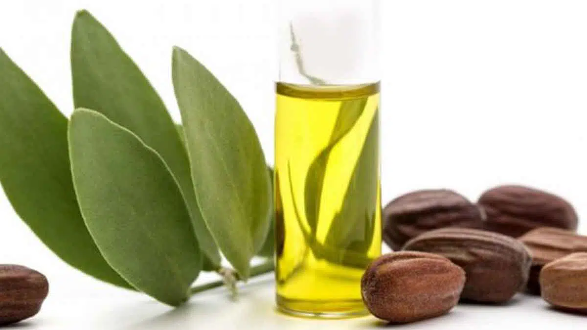 Berikut Manfaat Minyak Jojoba Untuk Anda