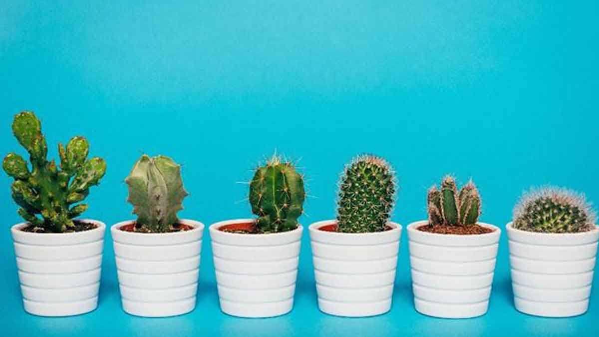 5 Cara Mudah Merawat Tanaman Kaktus Hias