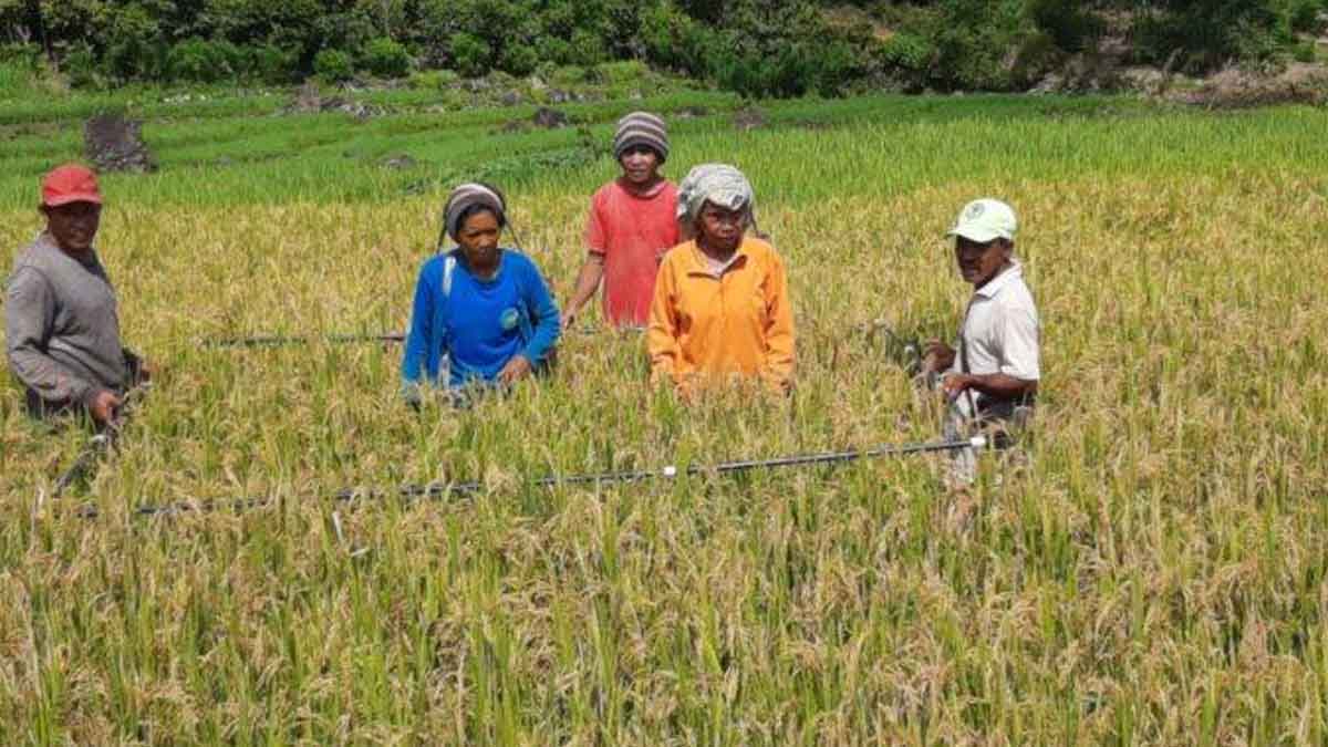 Tak Gabung Poktan, Petani Disarankan Beli Pupuk Non Subsidi