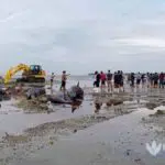 Ikan Paus Yang Mati Capai 51 Ekor