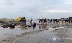Ikan Paus Yang Mati Capai 51 Ekor