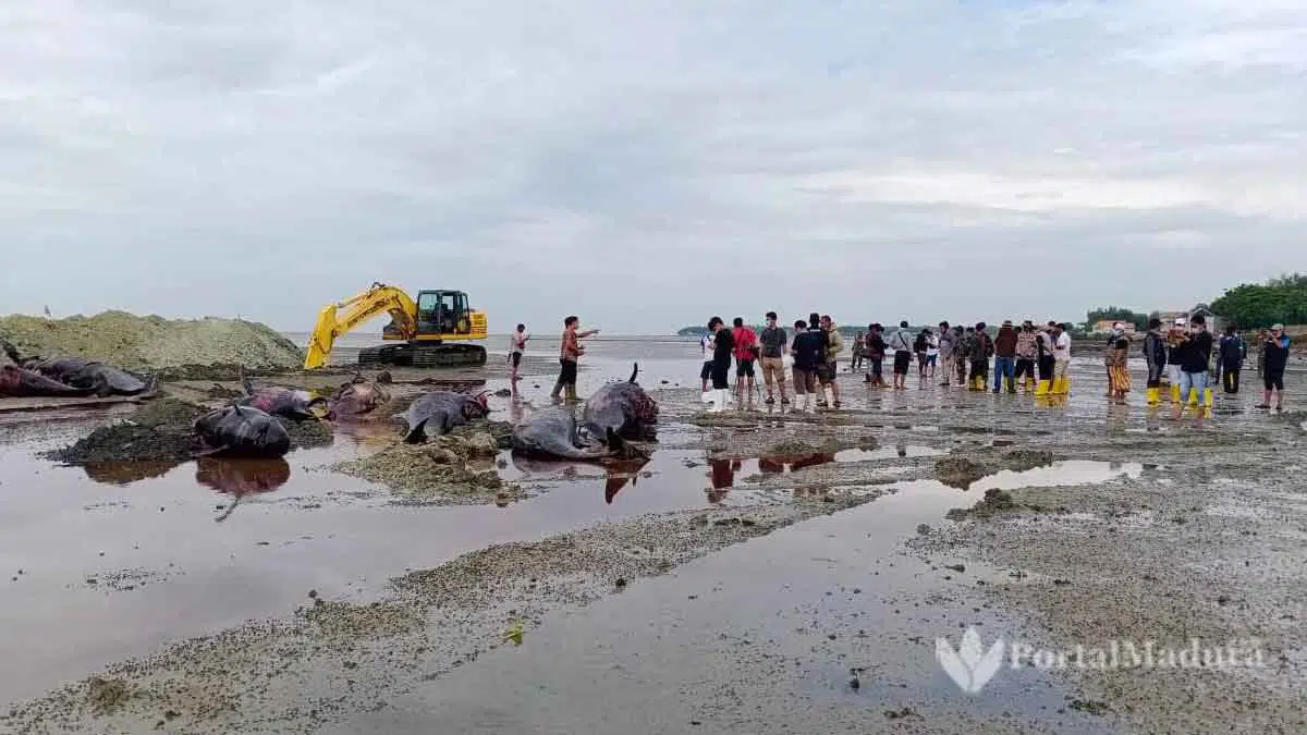 Ikan Paus Yang Mati Capai 51 Ekor