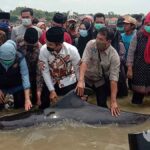 Bukan Tanda Tsunami, Puluhan Hiu Paus Mati Terdampar di Bangkalan, Diduga Ini Penyebabnya