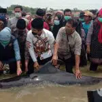 Bukan Tanda Tsunami, Puluhan Hiu Paus Mati Terdampar di Bangkalan, Diduga Ini Penyebabnya