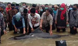 Bukan Tanda Tsunami, Puluhan Hiu Paus Mati Terdampar di Bangkalan, Diduga Ini Penyebabnya