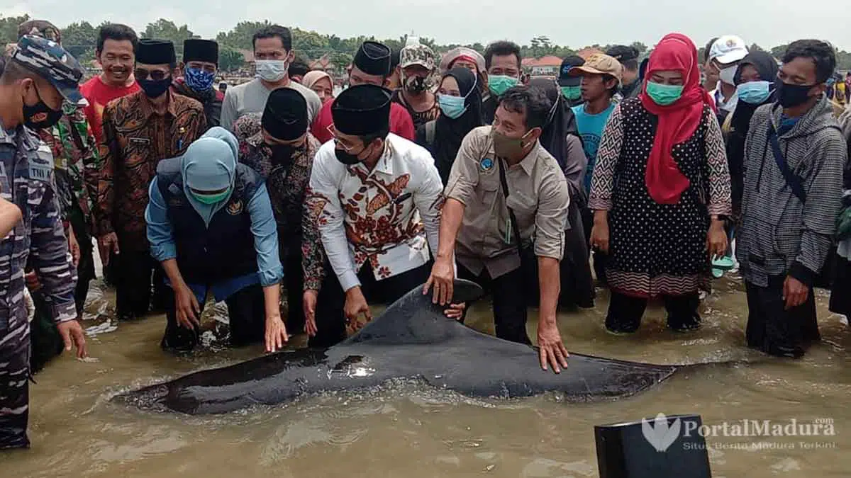 Bukan Tanda Tsunami, Puluhan Hiu Paus Mati Terdampar di Bangkalan, Diduga Ini Penyebabnya