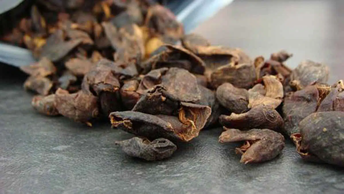 Cascara, Kulit Kopi yang Baik Untuk Tubuh