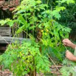 Daun Kelor Sumenep Direncanakan Bersertifikat
