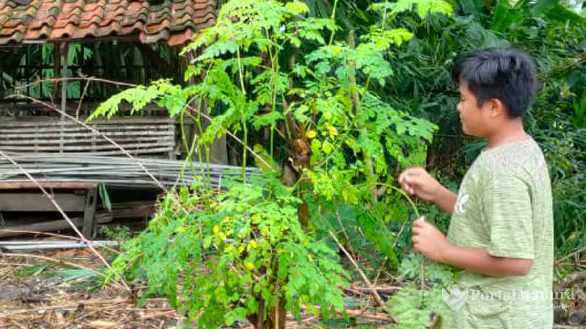 Daun Kelor Sumenep Direncanakan Bersertifikat