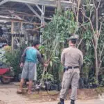 Ganggu Jalan Umum, Penjual Bunga Hidup Ditertibkan