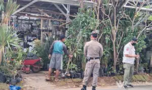 Ganggu-Jalan-Umum,-Penjual-Bunga-Hidup-Ditertibkan