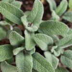 Jarang Diketahui, Manfaat Daun Sage Untuk Kesehatan Tubuh Anda