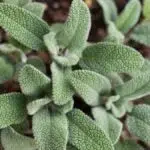 Jarang Diketahui, Manfaat Daun Sage Untuk Kesehatan Tubuh Anda