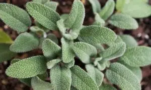 Jarang Diketahui, Manfaat Daun Sage Untuk Kesehatan Tubuh Anda