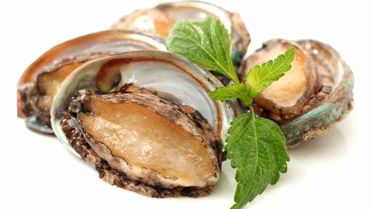 Kaya Akan Nutrisi, Kerang Abalone Baik Untuk Kesehatan Tubuh Anda