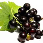 Buah Kecil Kaya Nutrisi, Manfaat Blackcurrant Untuk Kesehatan Tubuh