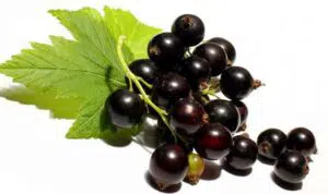 Buah Kecil Kaya Nutrisi, Manfaat Blackcurrant Untuk Kesehatan Tubuh
