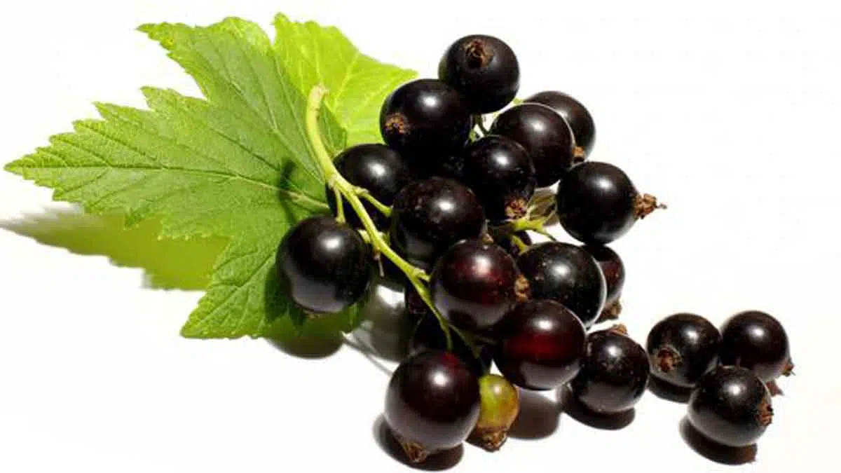 Buah Kecil Kaya Nutrisi, Manfaat Blackcurrant Untuk Kesehatan Tubuh