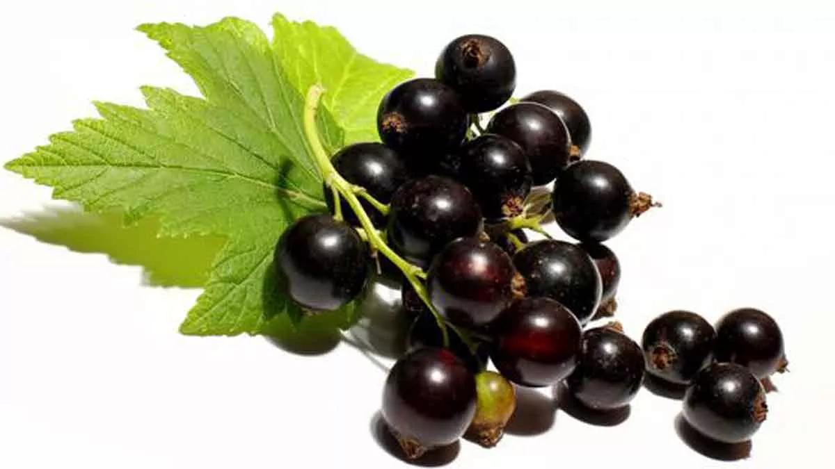 Buah Kecil Kaya Nutrisi, Manfaat Blackcurrant Untuk Kesehatan Tubuh
