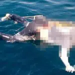 Mayat Tanpa Identitas Terapung di Selat Madura
