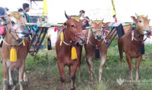 Mulai Dilatih, Paguyuban Karapan Sapi Sumenep Siap Sambut Piala Presiden