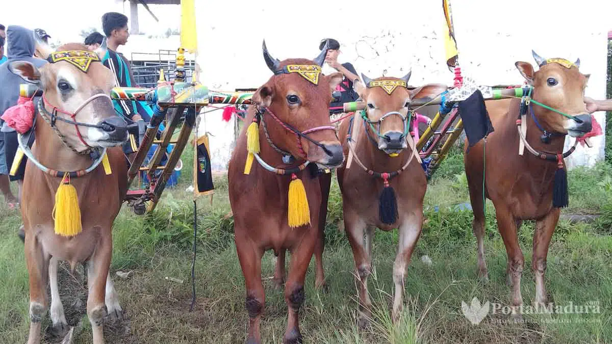 Mulai Dilatih, Paguyuban Karapan Sapi Sumenep Siap Sambut Piala Presiden