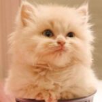 Perbedaan Kucing Persia dan Anggora yang Serupa Tapi Tak Sama