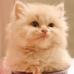 Perbedaan Kucing Persia dan Anggora yang Serupa Tapi Tak Sama