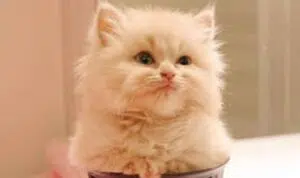 Perbedaan Kucing Persia dan Anggora yang Serupa Tapi Tak Sama