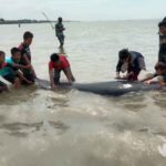 Puluhan Ikan Hiu Paus Terdampar dan Mati di Perairan Modung Bangkalan