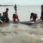 Puluhan Ikan Hiu Paus Terdampar dan Mati di Perairan Modung Bangkalan