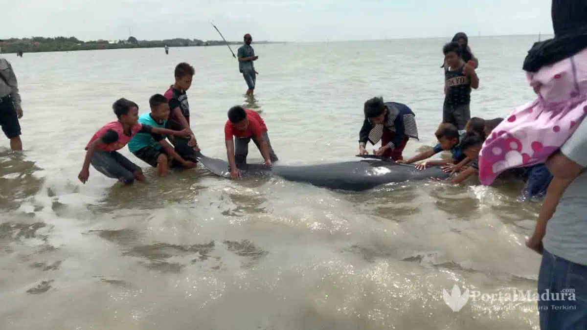 Puluhan Ikan Hiu Paus Terdampar dan Mati di Perairan Modung Bangkalan