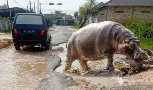 Sindir Jalan Rusak, Warga Arosbaya Buat Meme Buaya Versus Badak