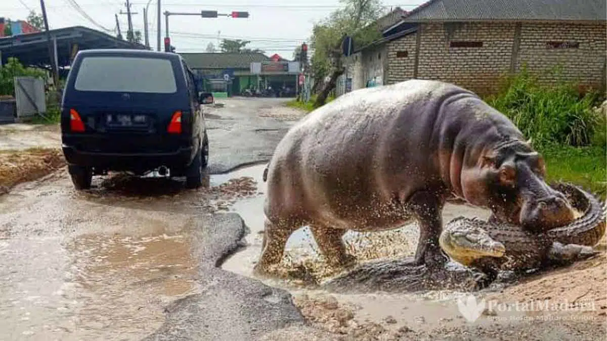 Sindir Jalan Rusak, Warga Arosbaya Buat Meme Buaya Versus Badak