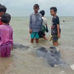 Versi Warga, 49 Hiu Paus Mati Terdampar di Perairan Modung Bangkalan