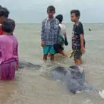 Versi Warga, 49 Hiu Paus Mati Terdampar di Perairan Modung Bangkalan