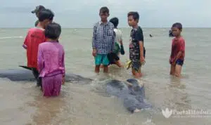 Versi Warga, 49 Hiu Paus Mati Terdampar di Perairan Modung Bangkalan