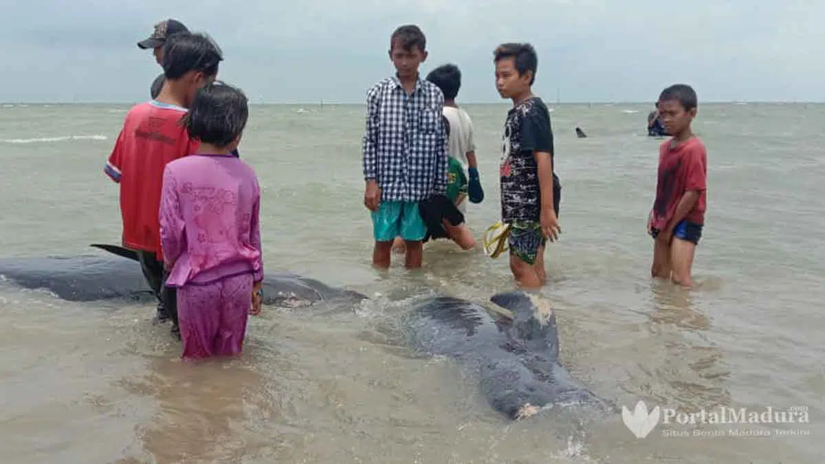 Versi Warga, 49 Hiu Paus Mati Terdampar di Perairan Modung Bangkalan