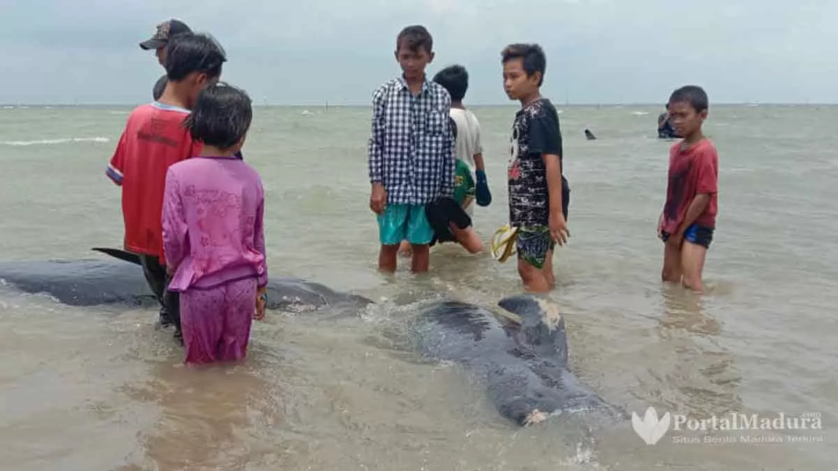 Versi Warga, 49 Hiu Paus Mati Terdampar di Perairan Modung Bangkalan