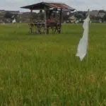 Petani Kewalahan, Hama Tikus Serang Tanaman Padi di Sumenep