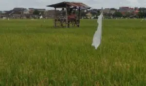 Petani Kewalahan, Hama Tikus Serang Tanaman Padi di Sumenep