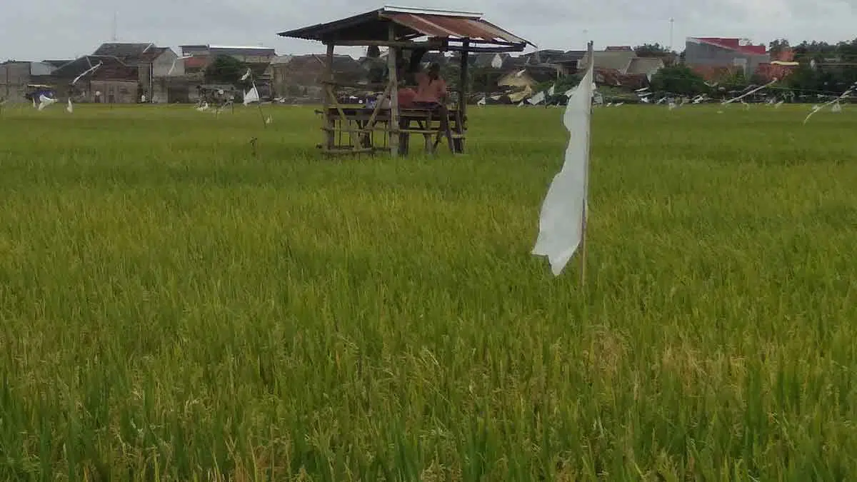 Petani Kewalahan, Hama Tikus Serang Tanaman Padi di Sumenep